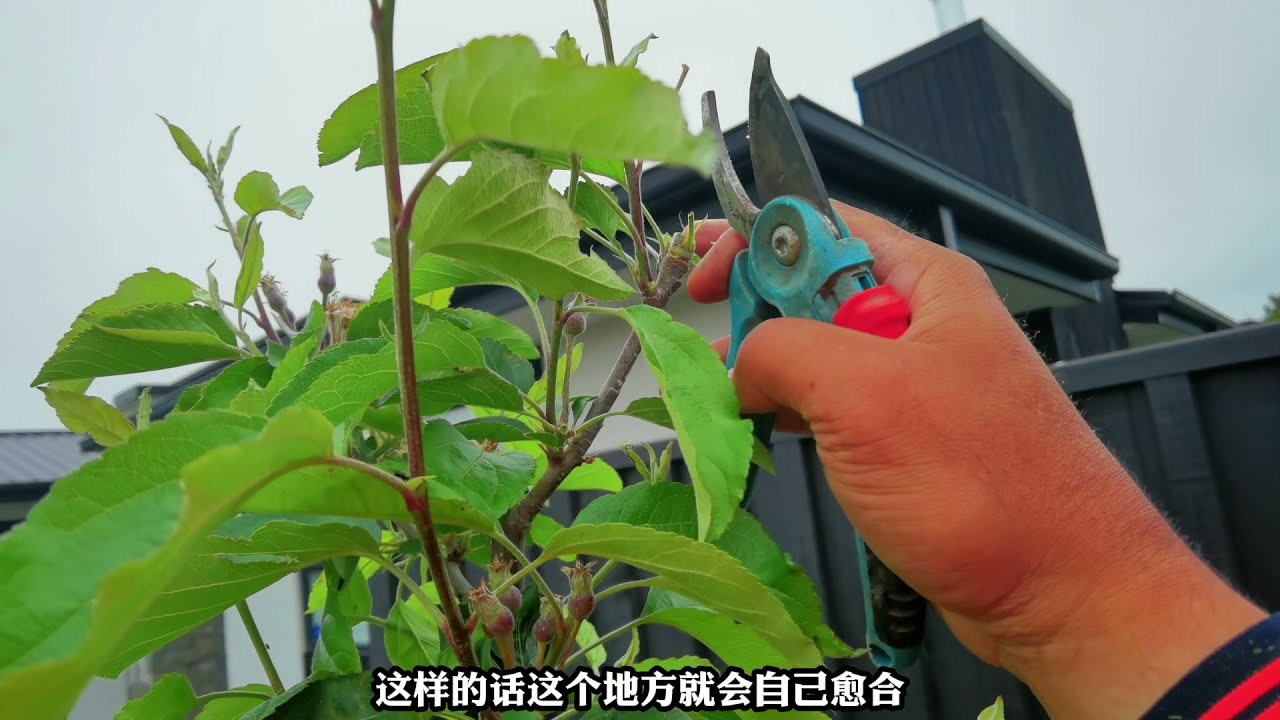 如何修剪苹果树，夏季修剪详解