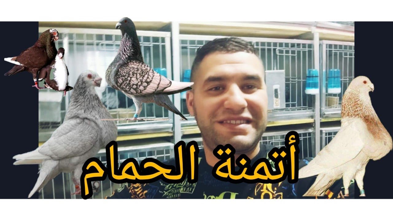 أتمنة الحمام🕊️🔥في متناول الجميع💯من 20dh إلى 2500dh مرحبا بالجميع 0607239536