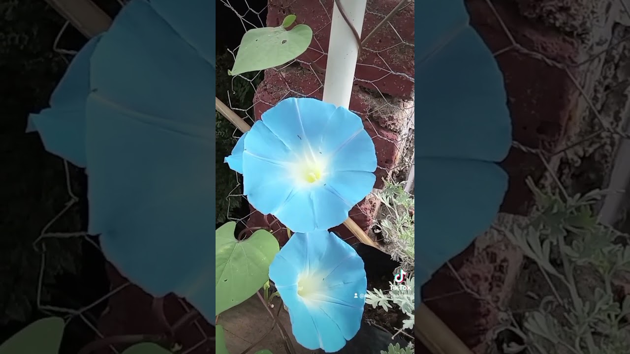 ipomea tricolor #plantasornamentales #plants #flores