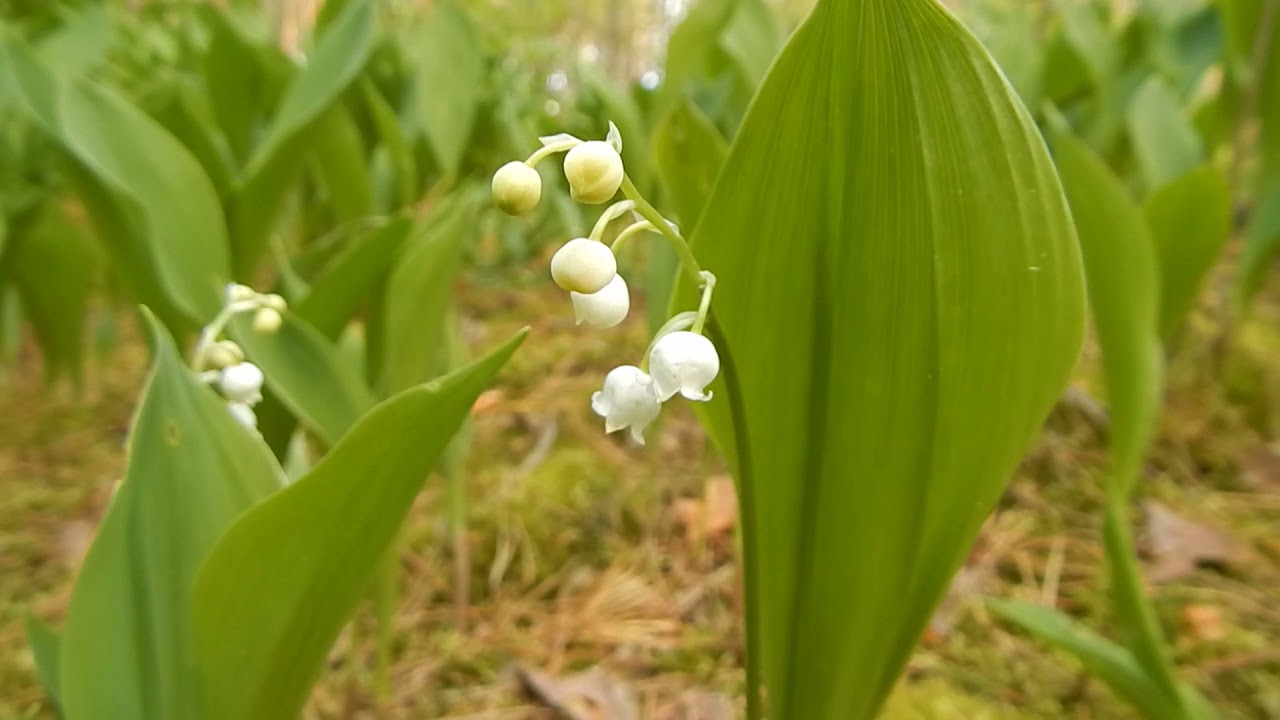 КОНВАЛІЯ ТРАВНЕВА АБО ЗВИЧАЙНА (CONVALLARIA MAJALIS)