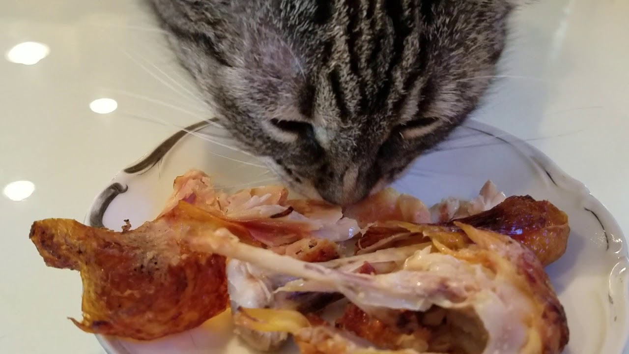 My CAT'S FIRST Mukbang ~ El Pollo Loco Chicken Mukbang Eating Show RIGHT OFF THE BONE