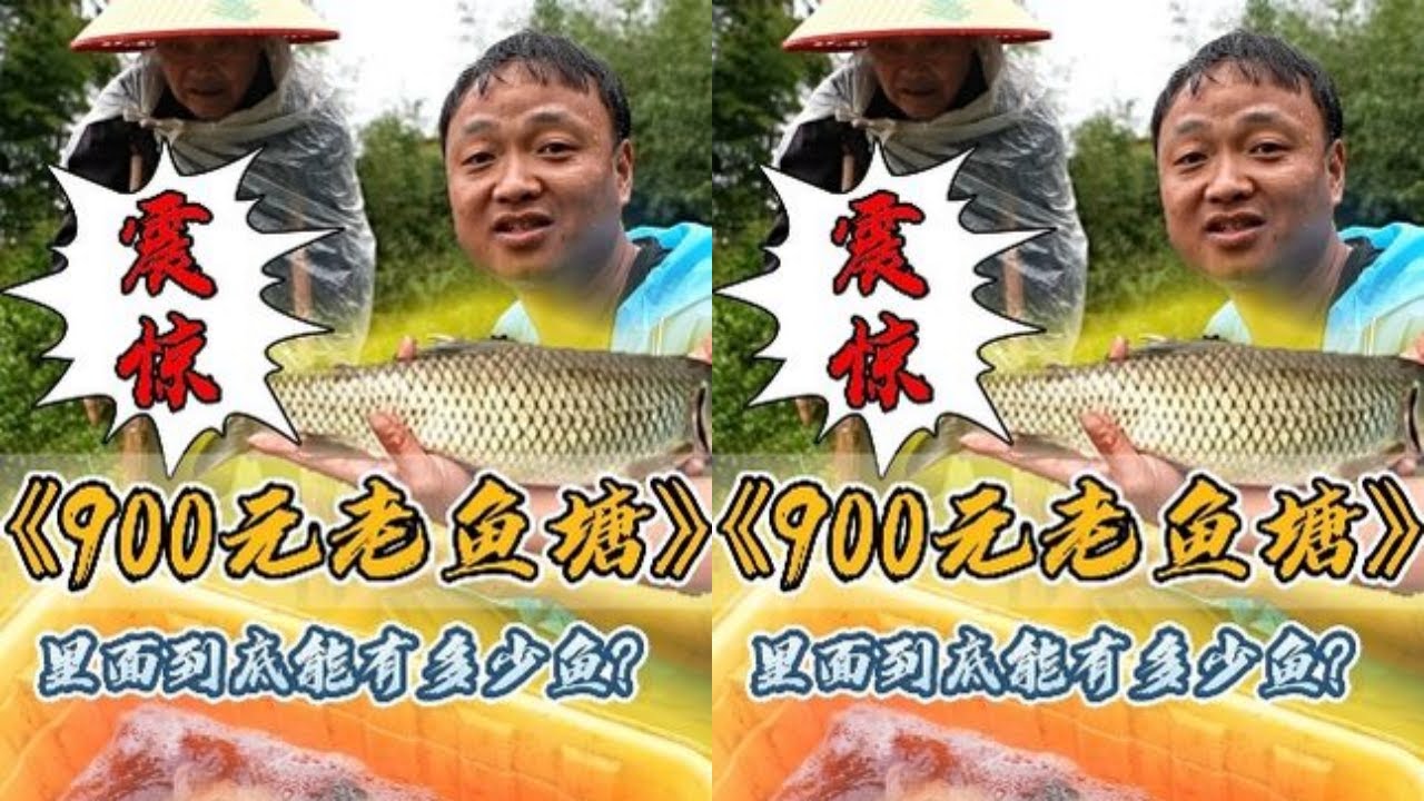 雨天包下83爷爷养的鱼塘，最后被爷爷感动哭了 #户外抓鱼 #户外捕鱼 #大表哥抓鱼 #乡村生活 #农村生活