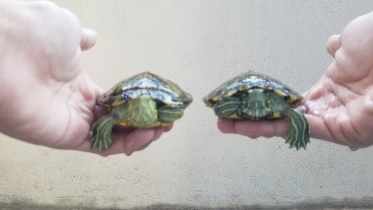 Cách xác định giới tính cho rùa tai đỏ. Hãy xem hết video để không bỏ lỡ những kiến thức thú vị nhé.