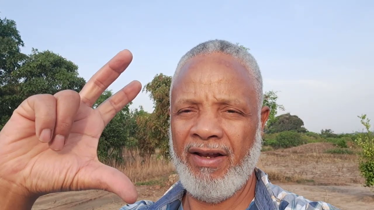 These are Mangoe trees that I planted on the Kapiri farm in Zambia.