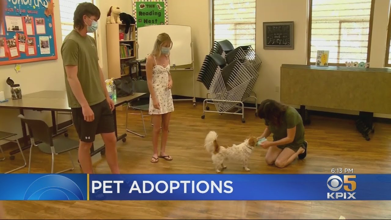 Cooped-Up Coronavirus Shelterers Clear Out Pet Shelter At Pleasanton Valley Humane Society