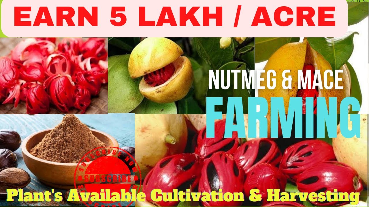 Nutmeg Farming/5 lakh /Acre /Jaifal Ki Kheti/Javitri Farming/जायफल की खेती/Nutmeg Cultivation Kerala