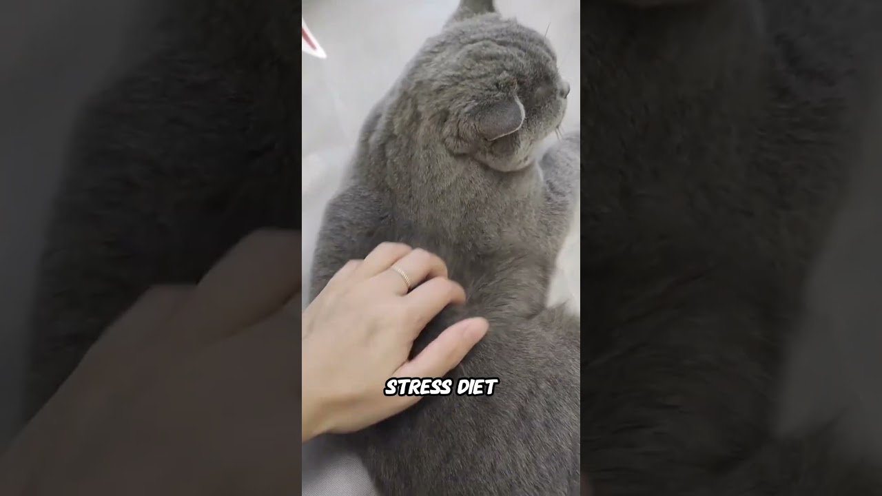 Почему кошки так сильно линяют?