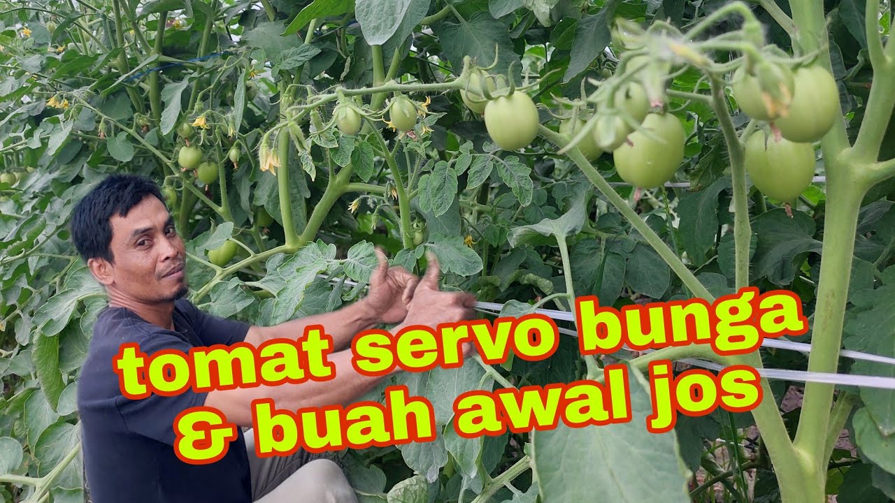 tomat servo usia 27 hr super👍👍👍