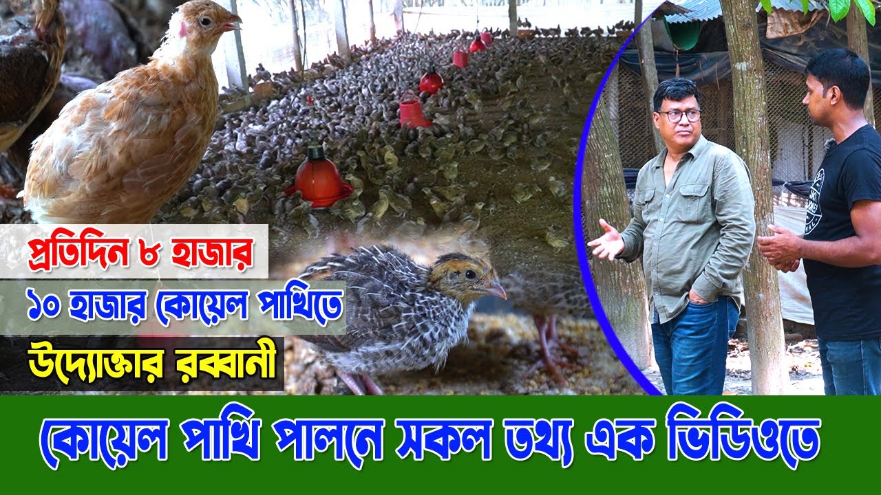 কোয়েল পাখি পালনে। উদ্যোক্তার গোলাম রব্বানী