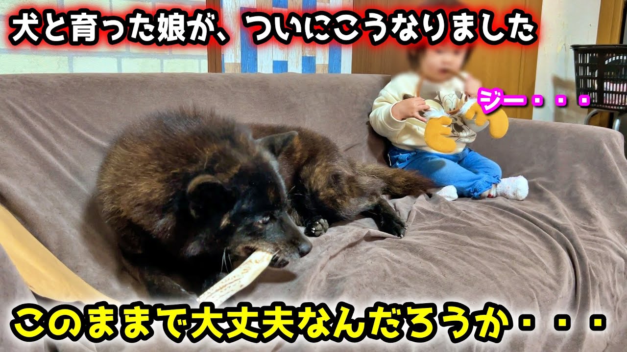 甲斐犬と育った赤ちゃんが、ヤバい行動に・・・【犬娘】【子育て犬】