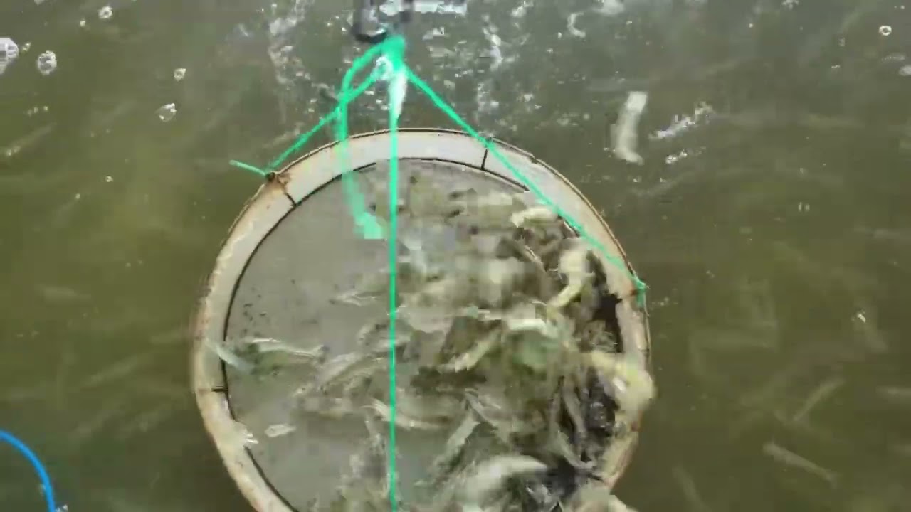 RAS equipment，RAS design for shrimp farm