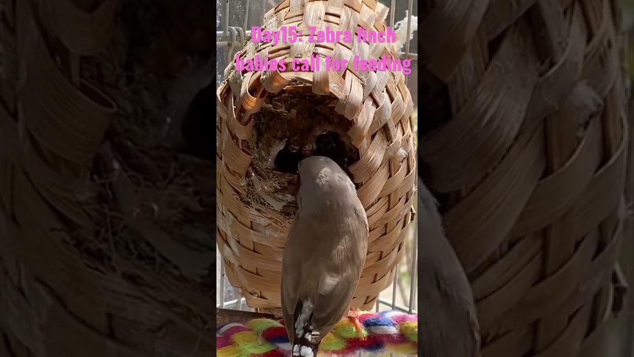 Day 15: Zebra finch babies call loudly for feeding