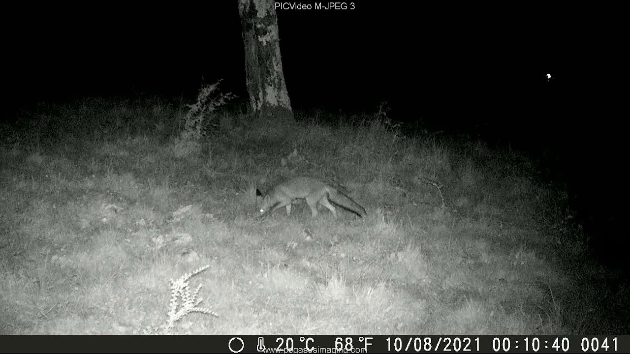 Visites nocturnes d'une martre m&acirc;le et d'un (jeune ?) renard - Milhas - 31