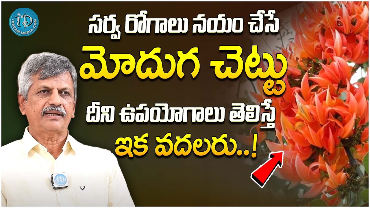 Uses Of Moduga Chettu | మోదుగ చెట్టు అద్భుత ఉపయోగాలు.. || Anjaneya Raju || iDream Health