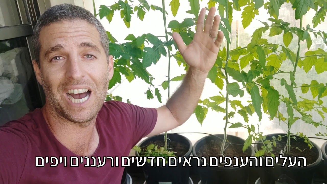 הפרייה לעגבניות - האם צריך לעשות האבקה ידנית לעגבניות בגינה כדי שיצאו פירות או שהכל נעשה לבד?
