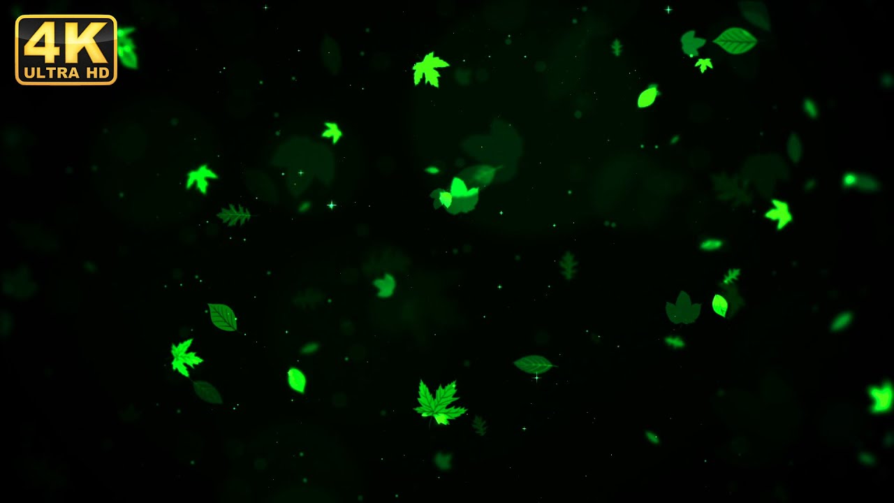 autumn leaf background falling loop video | no copyright background video |  green screen overlays