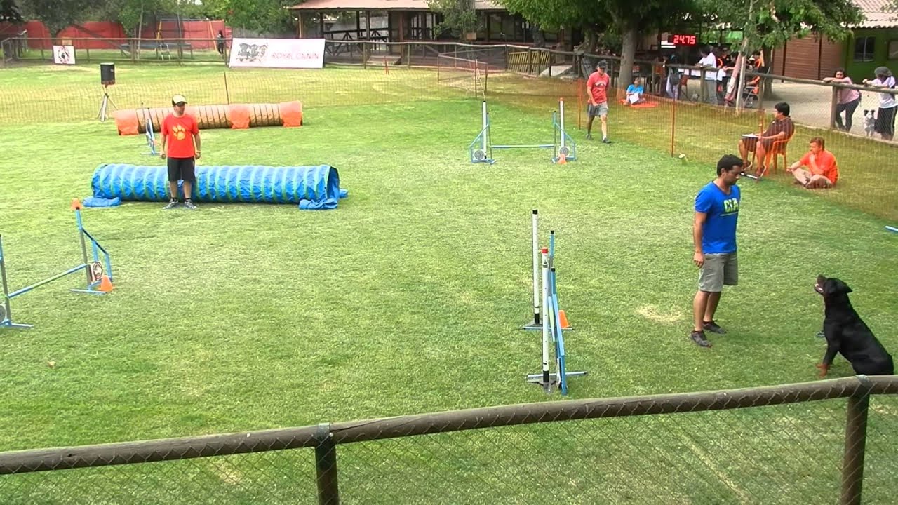Rottweiler Agility, Aragon