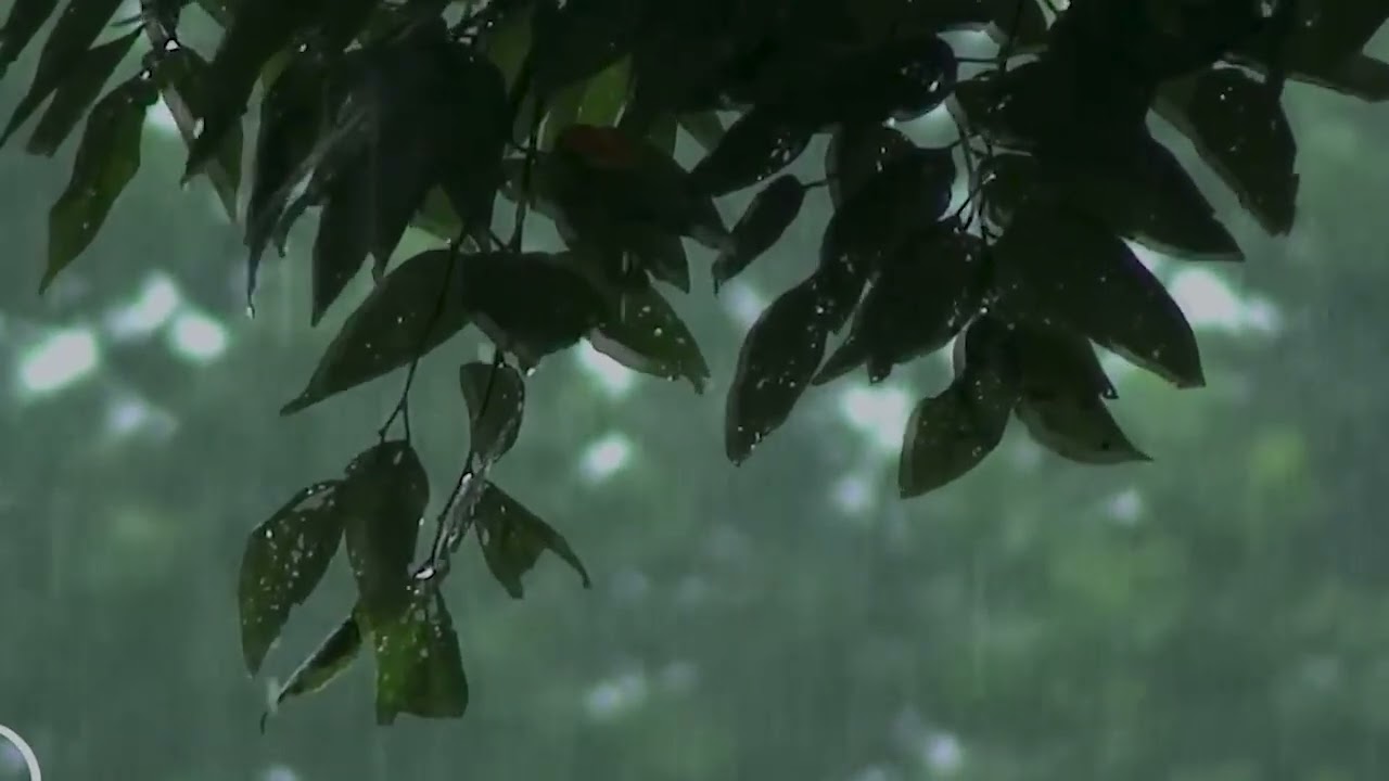 10 Hours of relaxing rain sounds for Deep Sleep. Ideal for Sleep, Meditation, Relaxing, Focus, Study