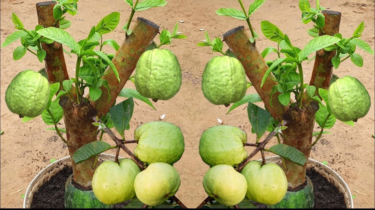How to grafting guava Tree put in watermelon 100% Success | Get lots of fruit in the shortest time