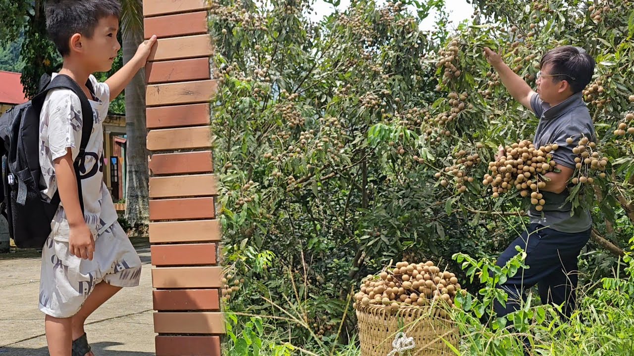 Harvest longan garden and bring it to the market to sell/Trieu Khang
