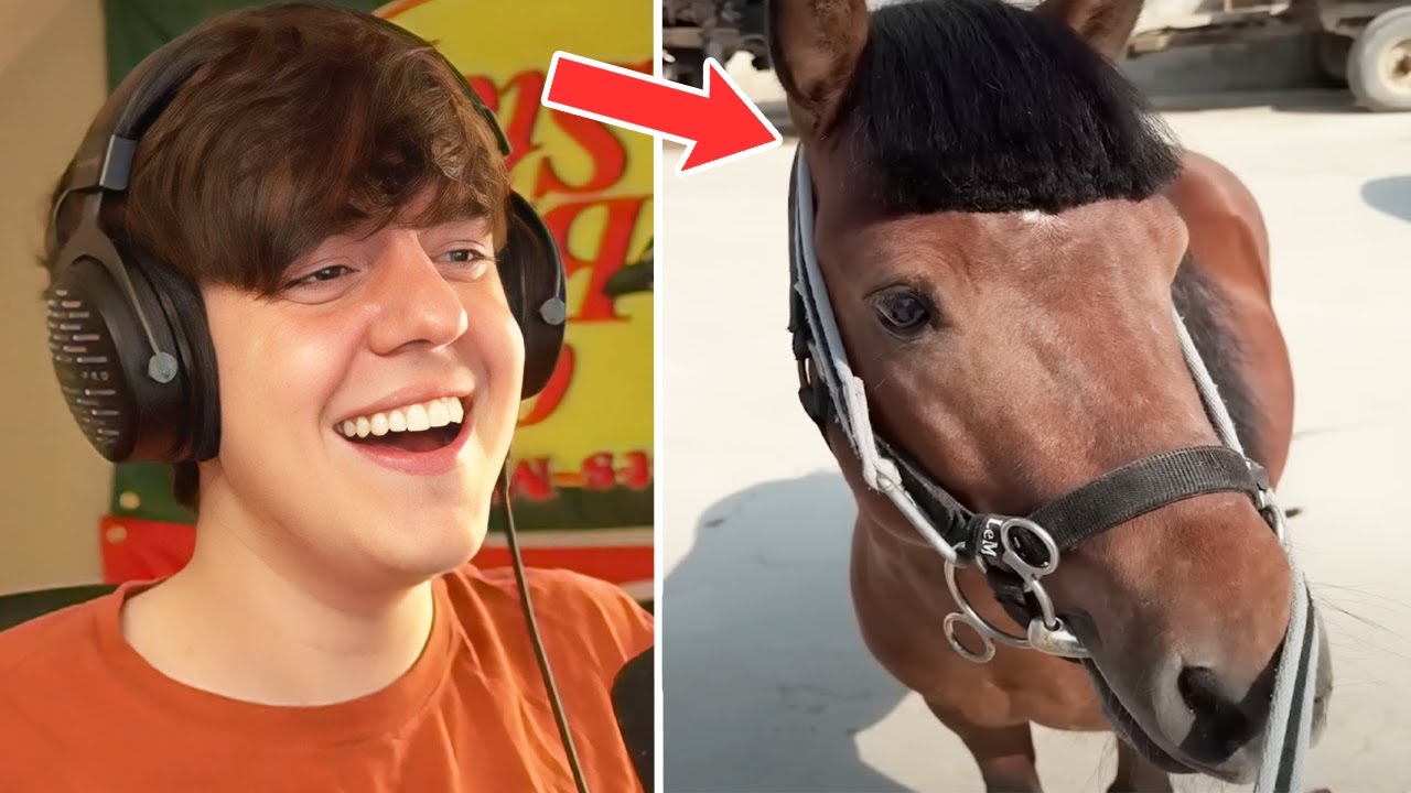 This Horse Has a Better Haircut Than Me
