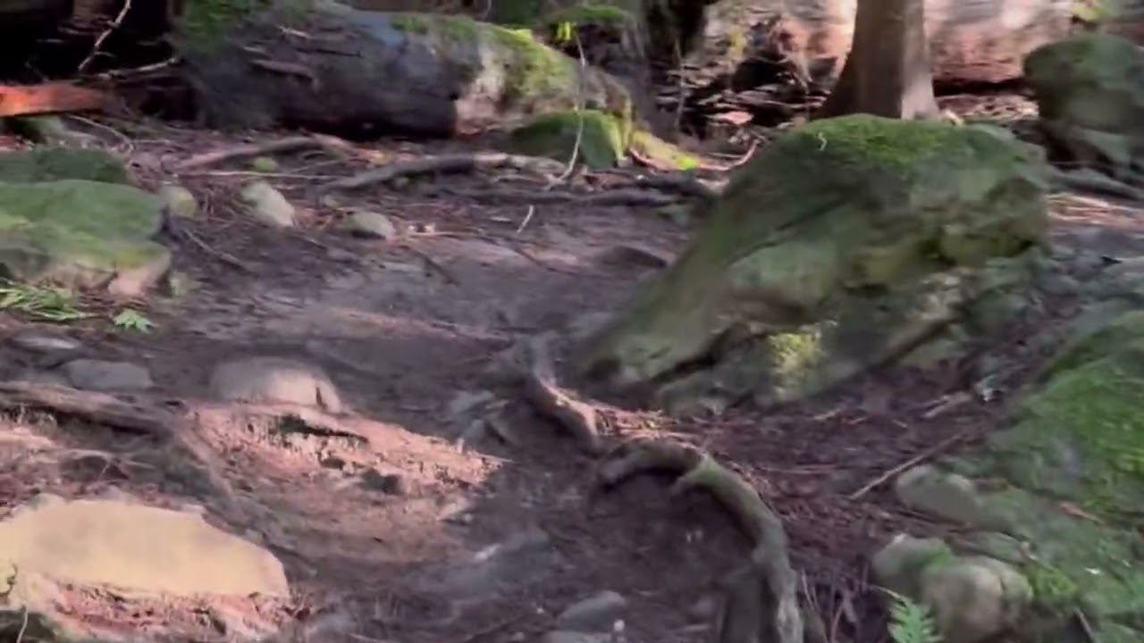 Shinrin-Yoku. Forest Bathing 
