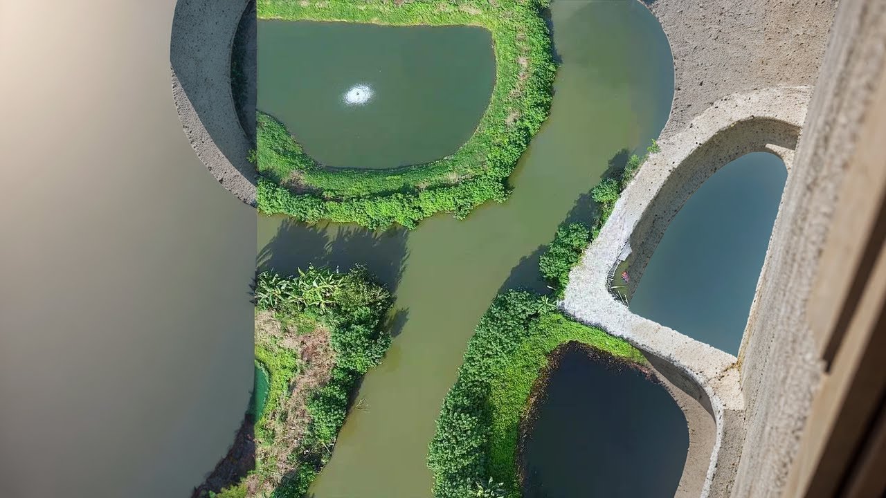 钓友推荐的水库说有十几斤的大非 不得不说这拉力这手感太爽了!#游钓黑坑 #水库 #罗非鱼 #钓鱼 #钓鱼人就是这么疯狂