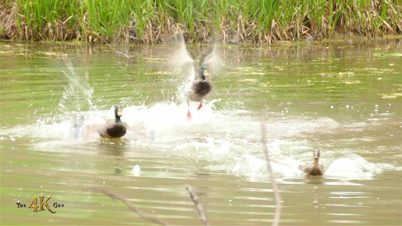 Male mallard duck fighting off intruder trying to mate with his female
