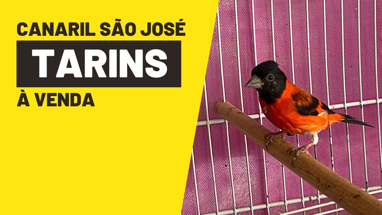 TARINS DA VENEZUELA ANCESTRAL E DILUÍDOS À VENDA