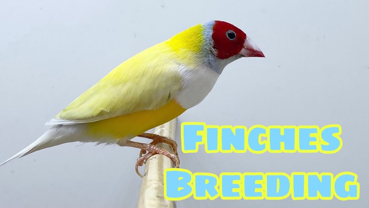Gouldian Finch Breeding | Finches Breeding - Chim 7 màu sinh sản