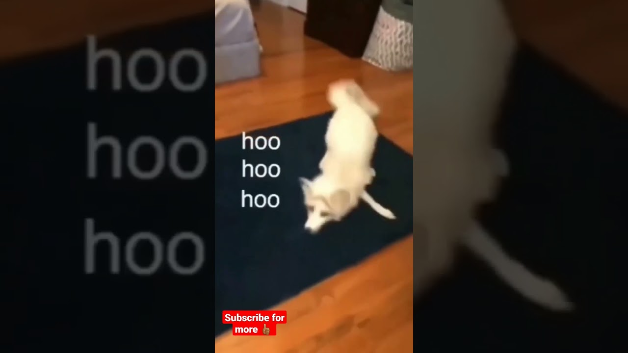 Pure Fuel 🤣 #dog #shorts