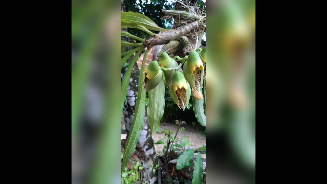 catasetum macrocarpum