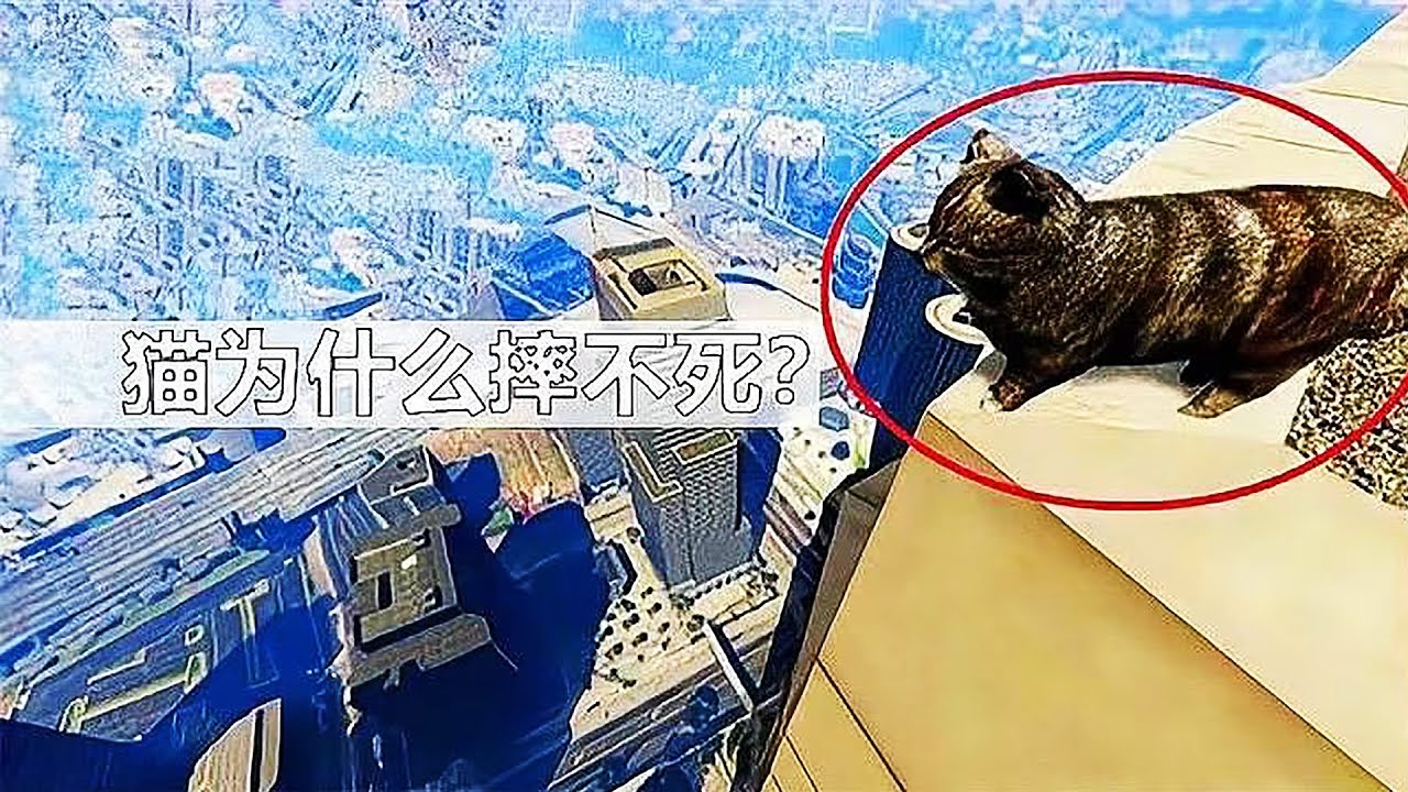 猫为什么从高空掉下来却没摔死？镜头放慢100倍，结果真相大白！