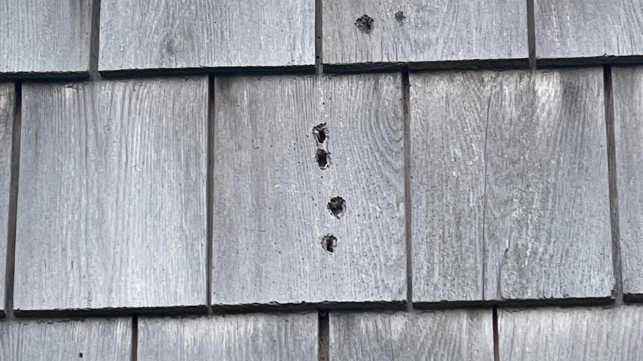 Preventing Carpenter Bee Damage