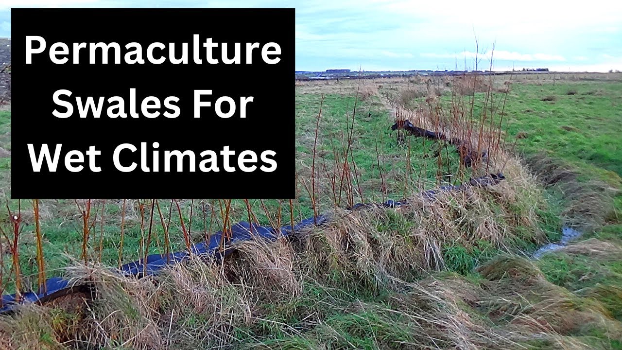 How to use swales to prevent waterlogging.