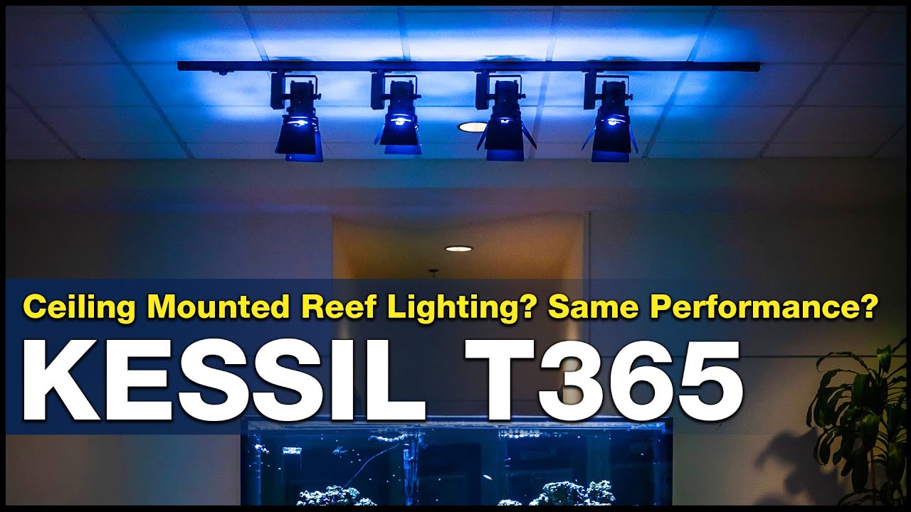 How high can you mount your reef lights? Can 4-feet perform as well as 8-inches?