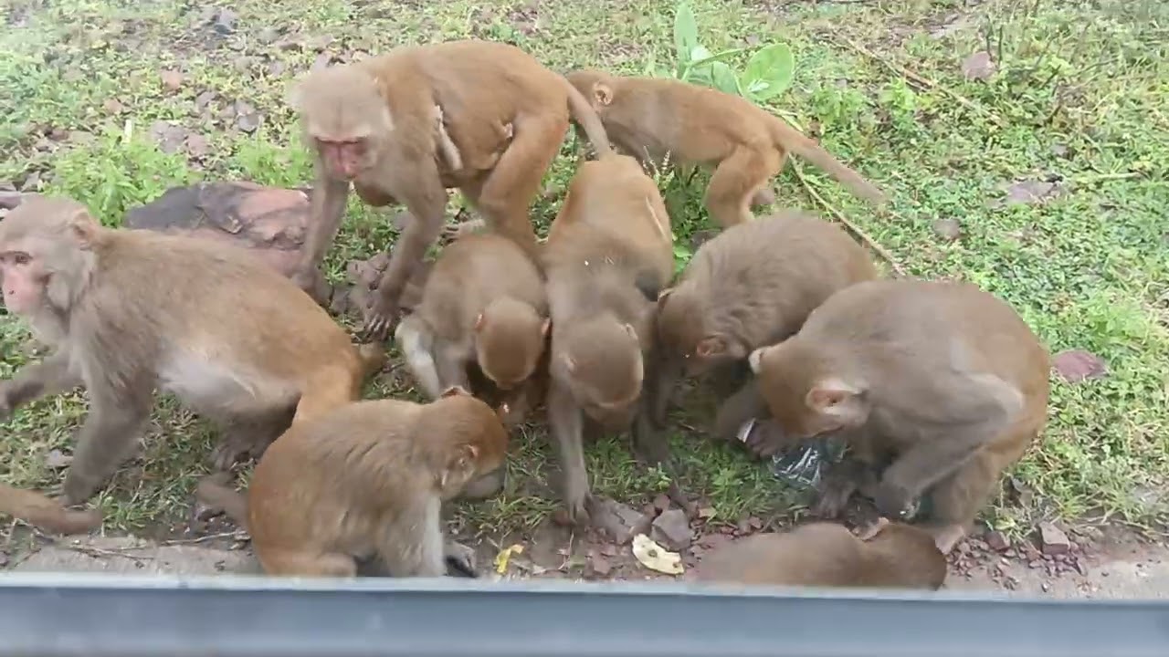 Monkeys are so funny