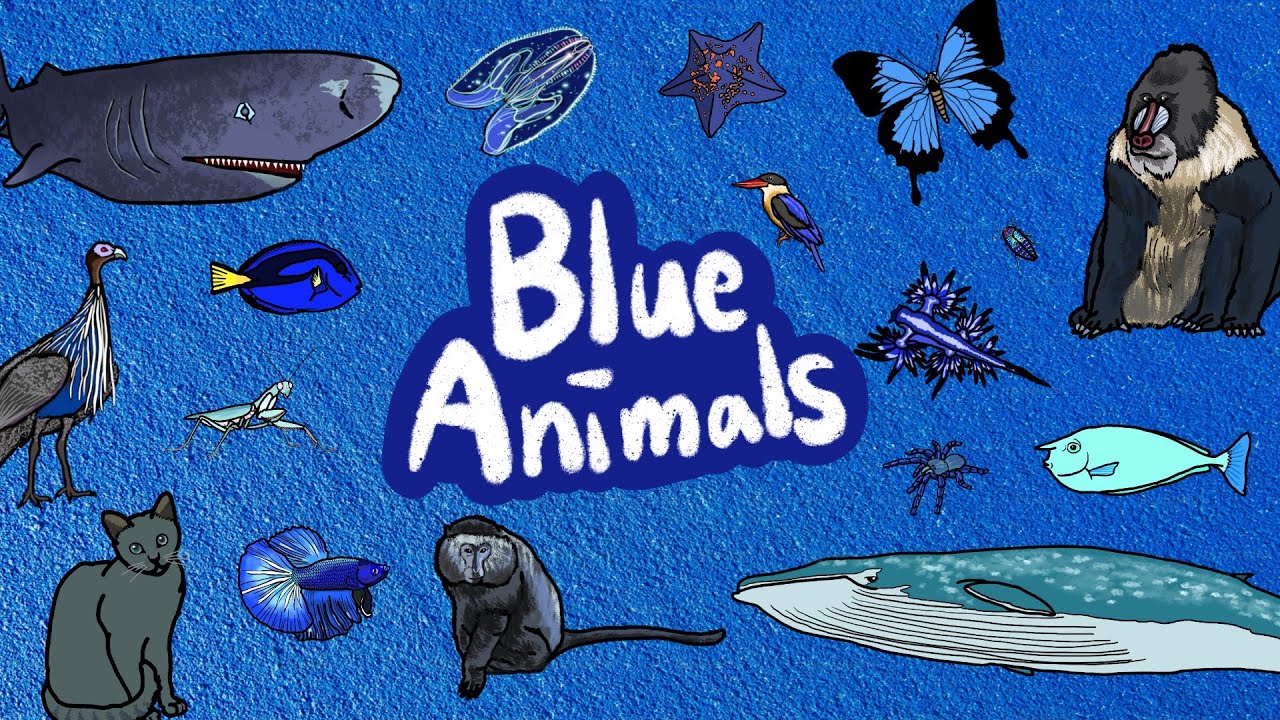 Blue Animals | Which creatures are blue in color? | Let&rsquo;s discover blue animals | Kids Draw