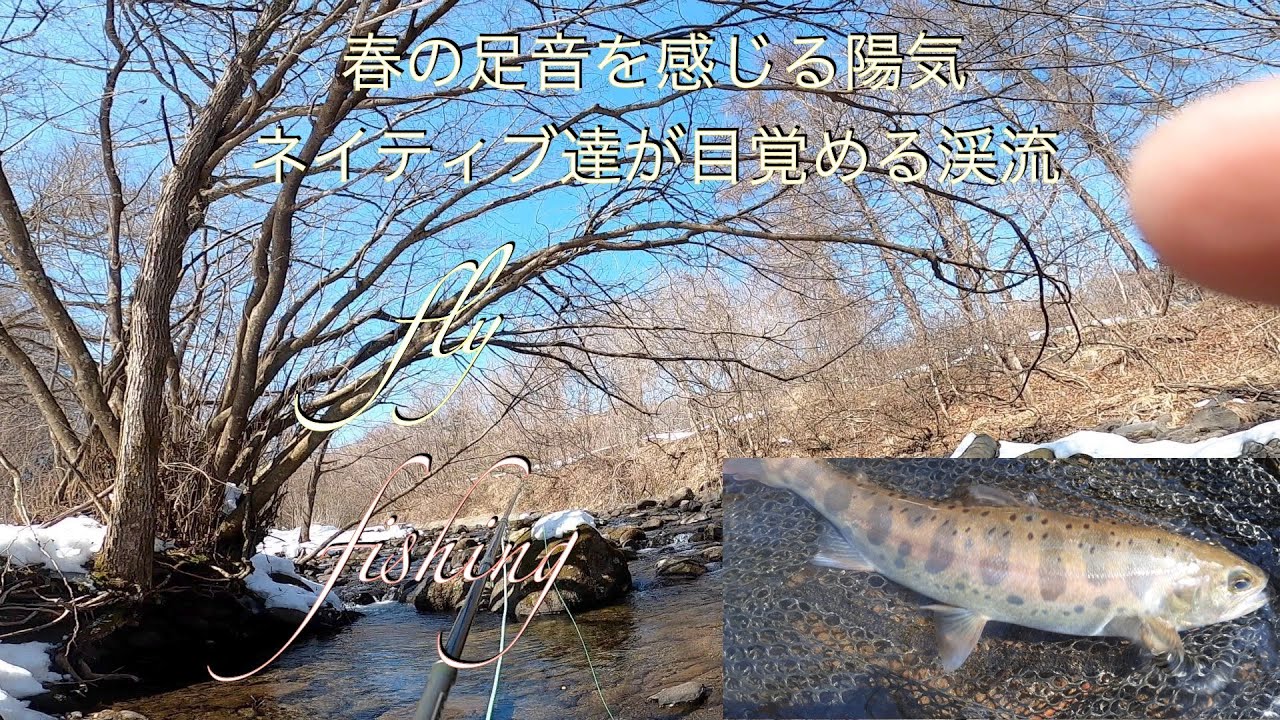 春の足音を思わせる陽気 残雪から滴る雪代に ネイティブ達も目を覚ます