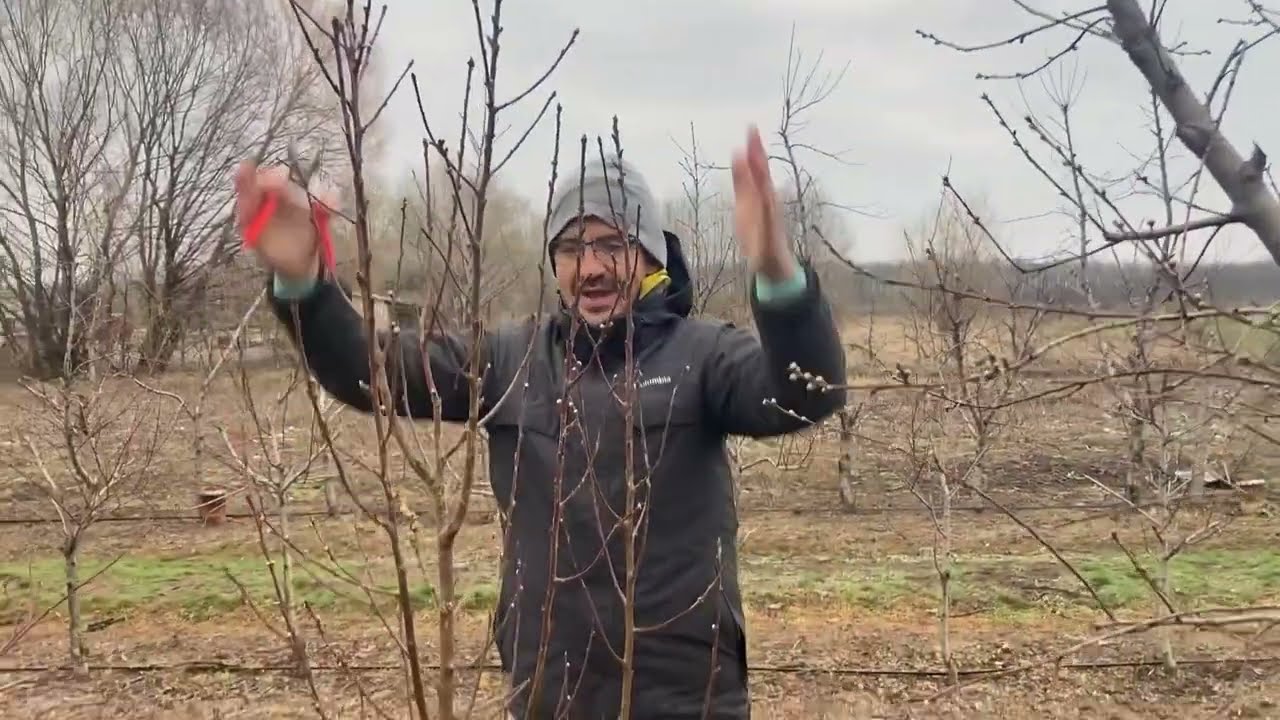 Őszibarack csemete metszés, 1. éves  katlan és karcsú orsó Hajdúhadhaz 2023 március