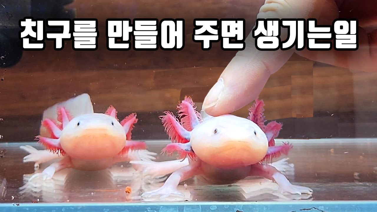 우파루파에게 친구를 만들어 줬더니 이렇게 변했네요 ㅋㅋ