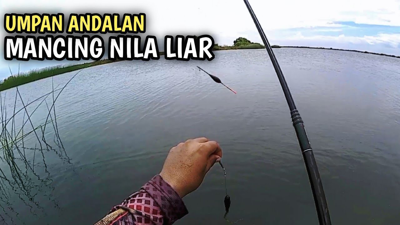 Mancing Nila Liar di Sungai Kecil Pake Lumut Super