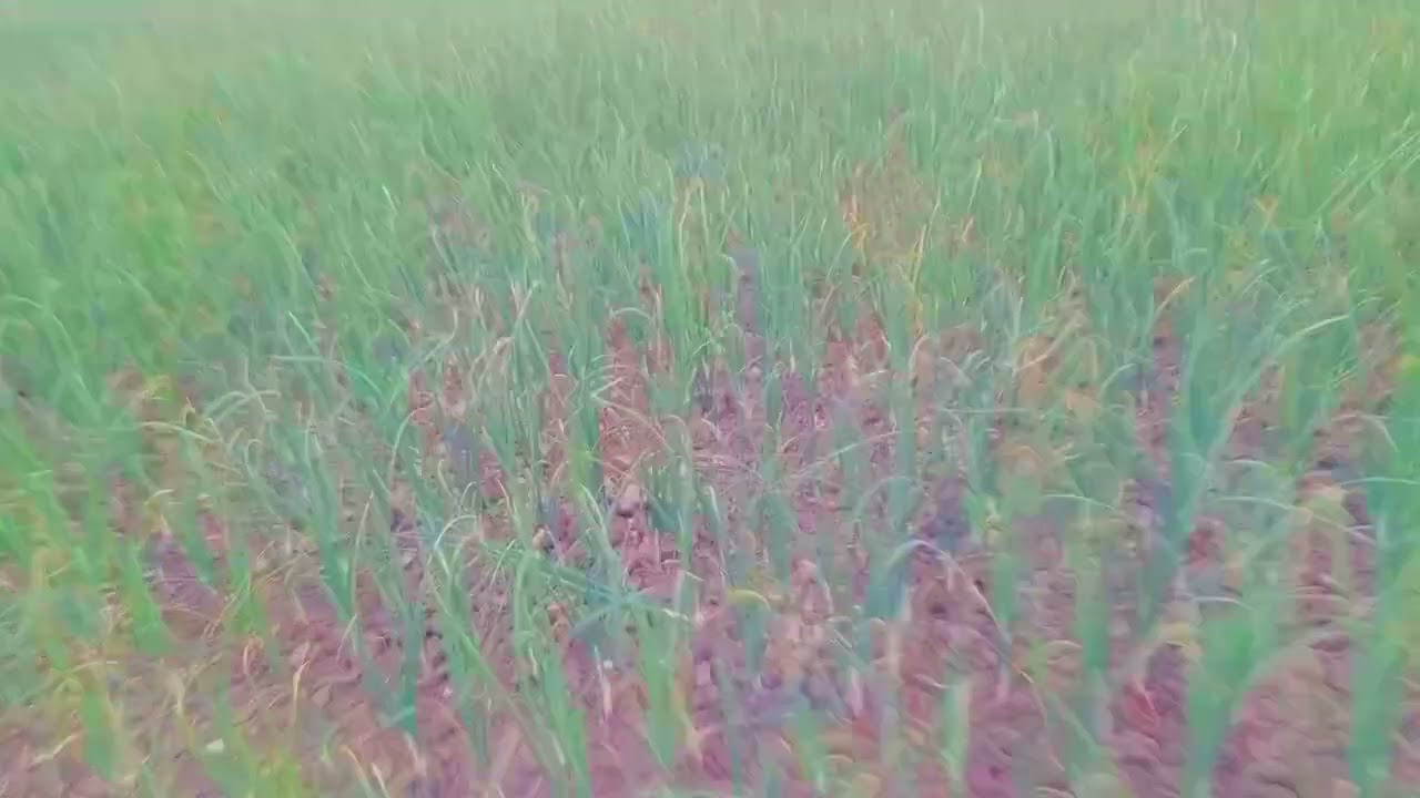 হালি পেঁয়াজ অনেকটাই ভালো হয়েছে 