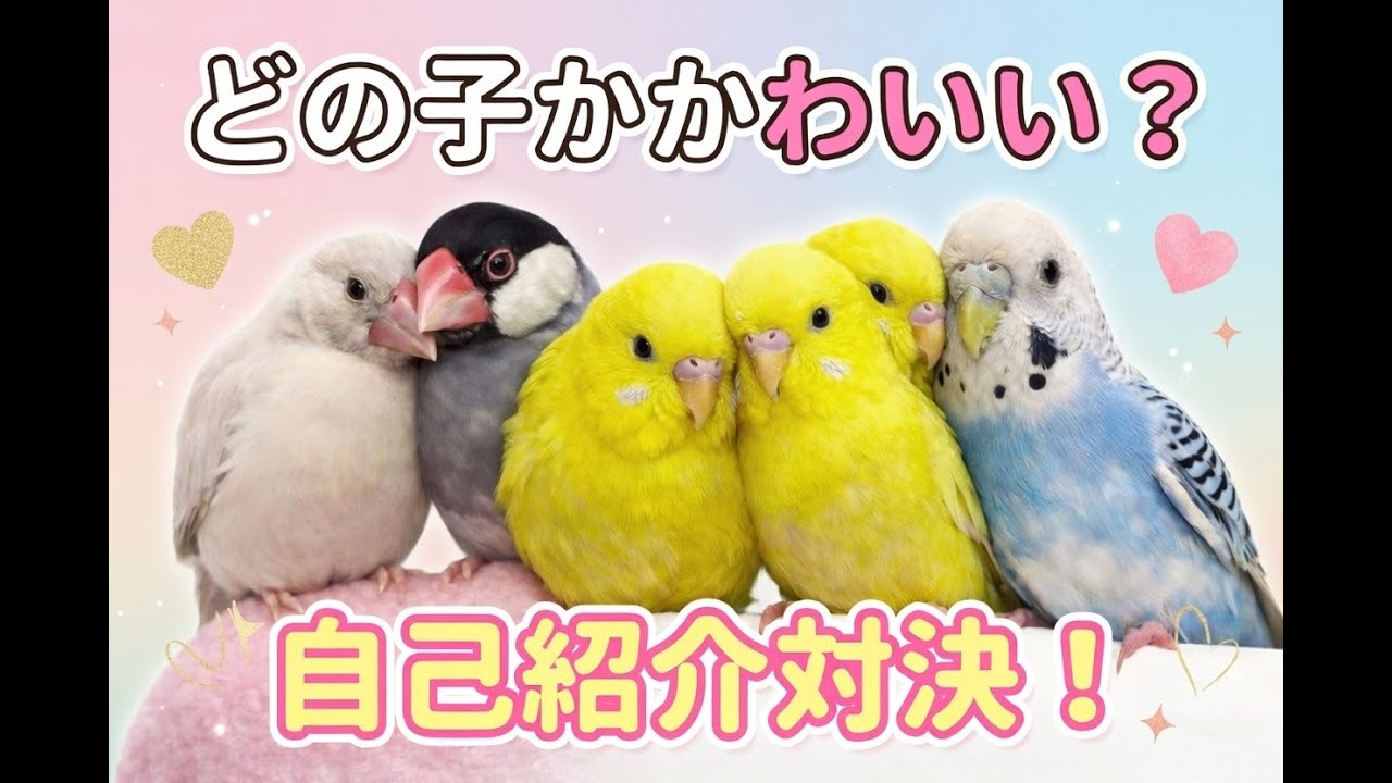 「ふわふわインコ＆もちもち文鳥の可愛い自己紹介♡」