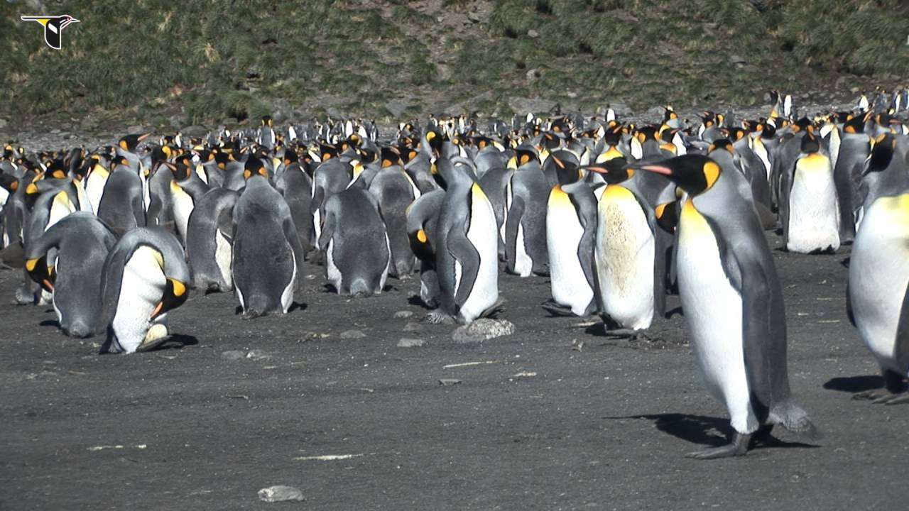 King Penguins Incubating Eggs on Their Feet
