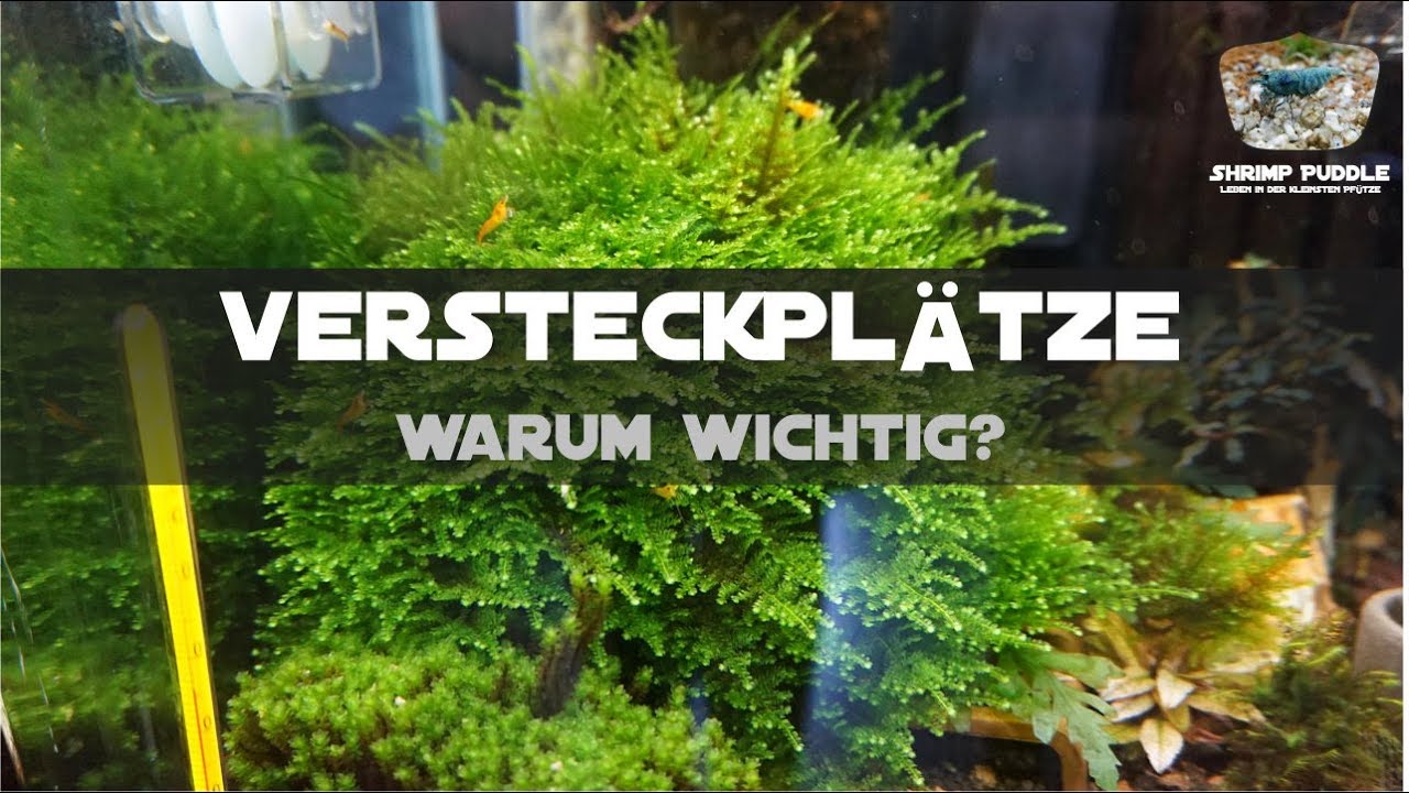 VERSTECKPL&Auml;TZE F&Uuml;R WIRBELLOSE