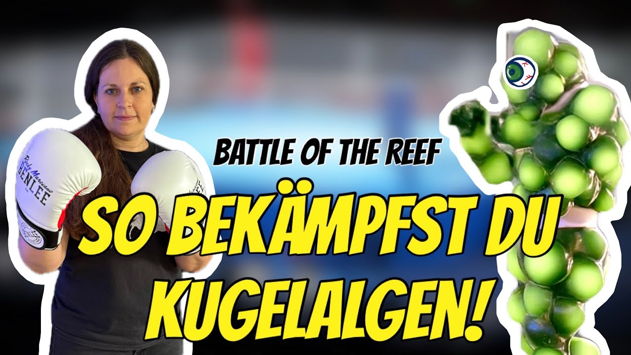 KUGELALGEN im Meerwasser-Aquarium?🫧🤯 So wirst du sie los! Ursachen, Bek&auml;mpfung & Pr&auml;vention