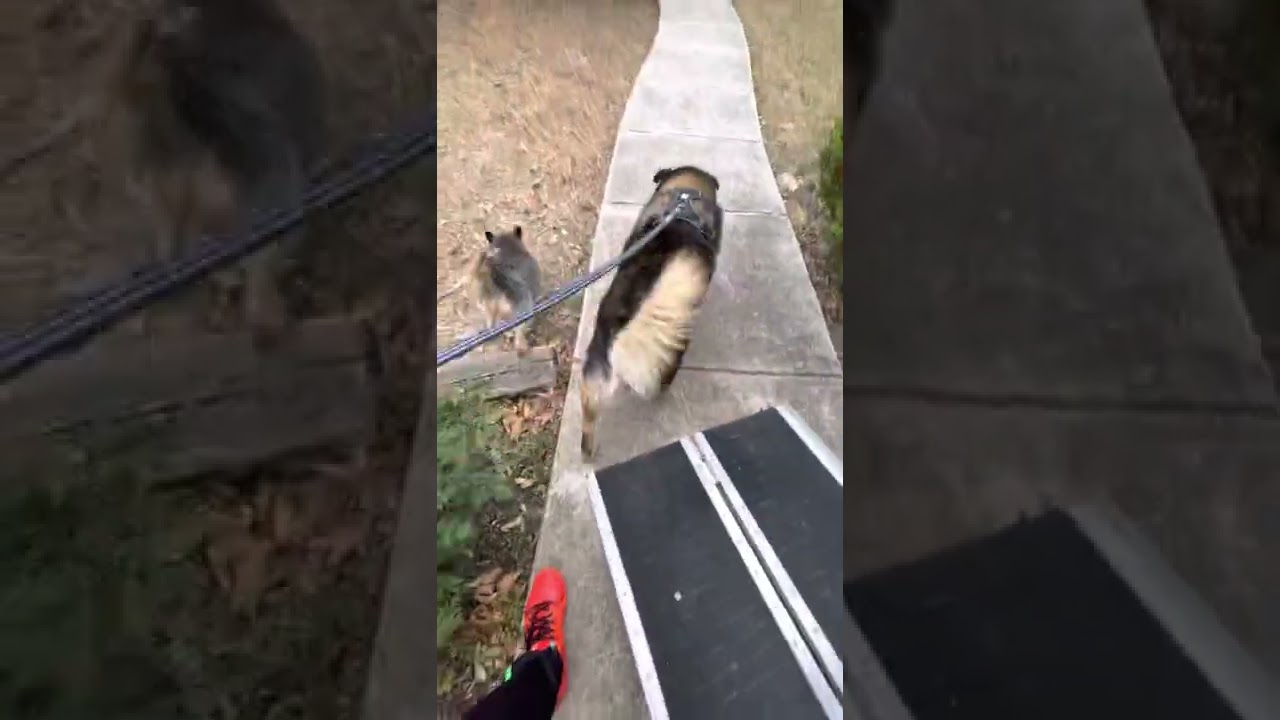 Walkie time!