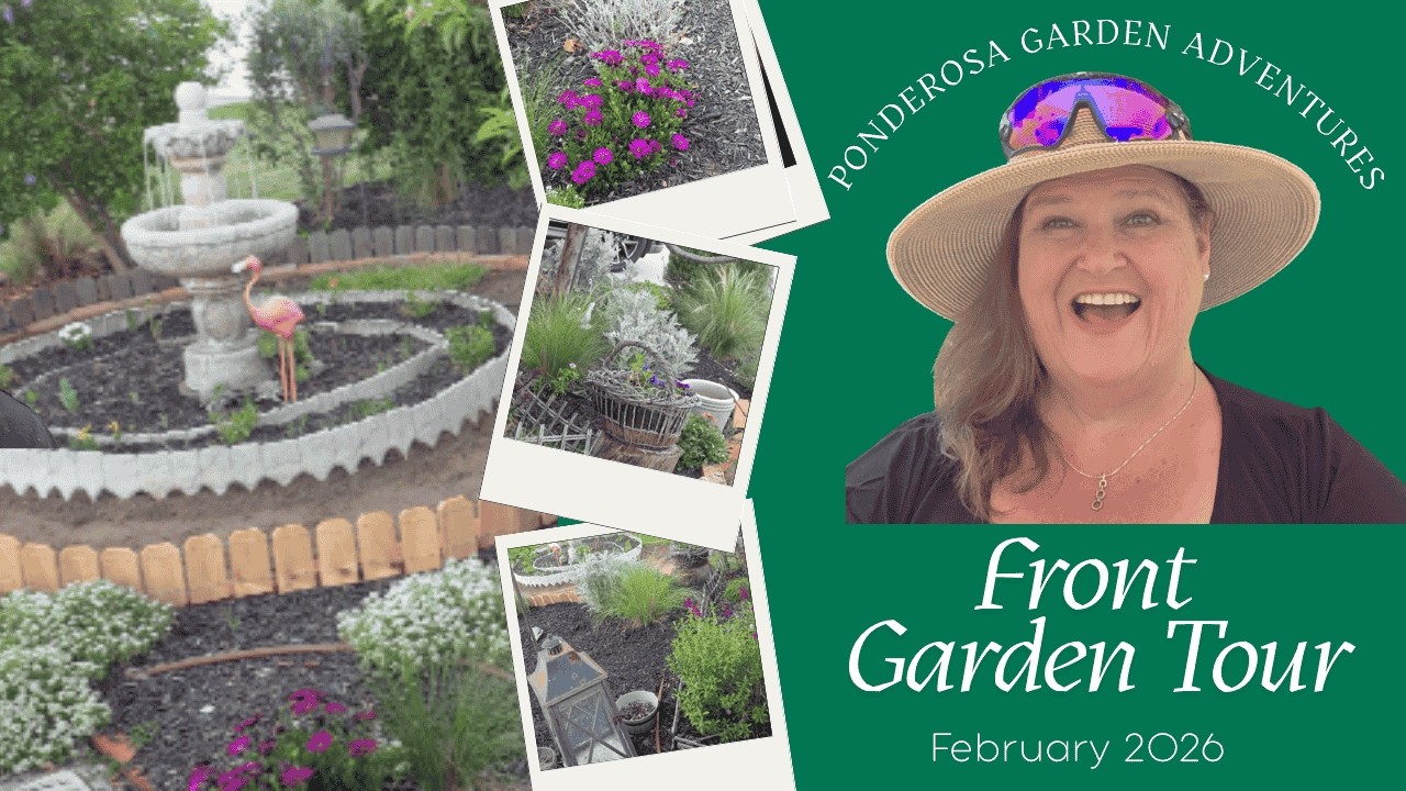 Front Garden Tour - February. Zone 10A