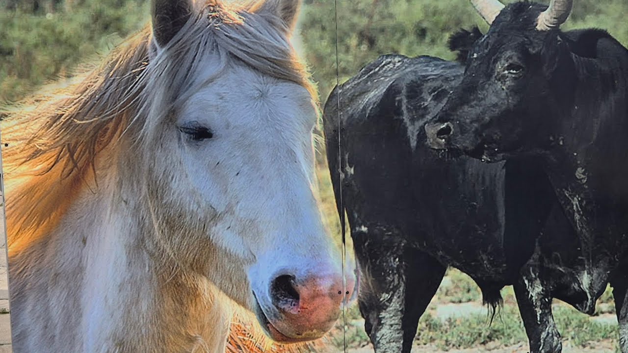 Du Var en Camargue 🫒🍇 Aiguës Mortes remparts 🤷‍♀️